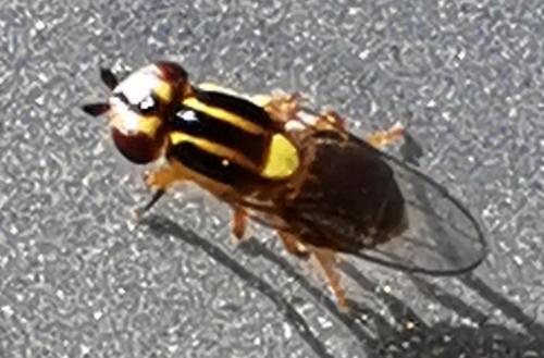 Réf. 279 353 : Chlorops sp.